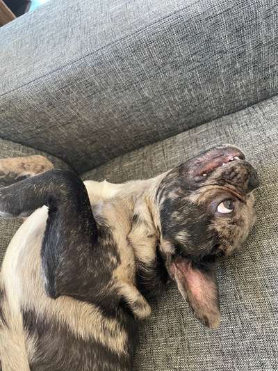 Comedyprogramm Hund:-Beitrag-Bild