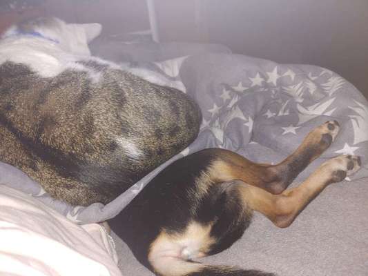 Hund und Katz Momente-Beitrag-Bild