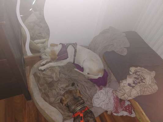 Labradorfans-Beitrag-Bild