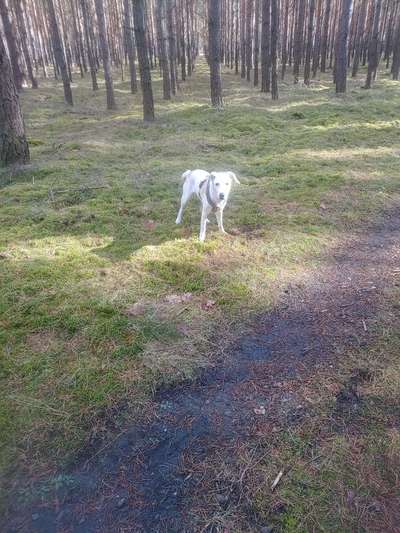 Die Dogorama Monats Challenge "Es grünt und blüht"-Beitrag-Bild