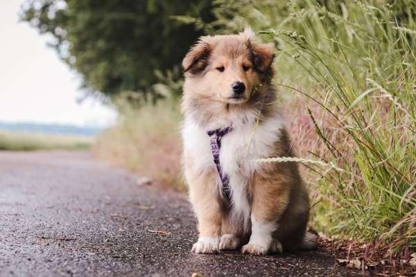 Langhaar Collies-Beitrag-Bild