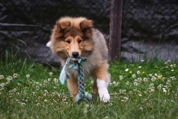 Langhaar Collies-Beitrag-Bild