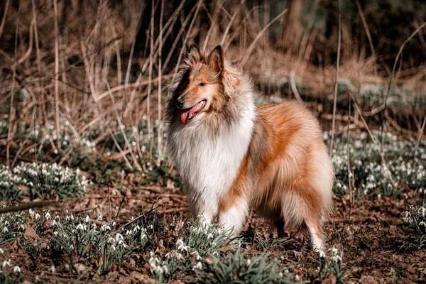 Langhaar Collies-Beitrag-Bild