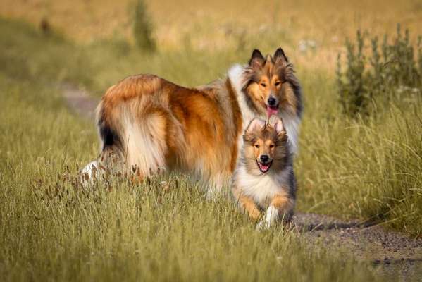 Langhaar Collies-Beitrag-Bild