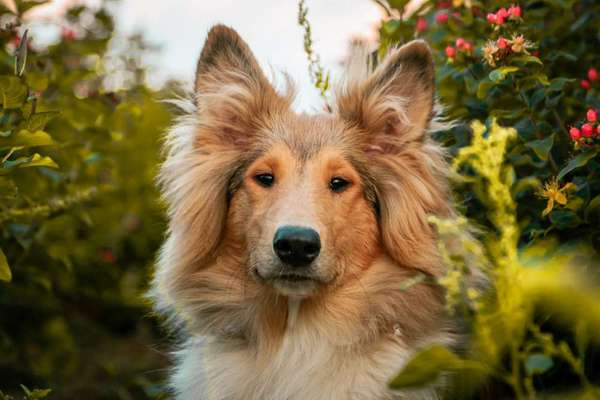 Langhaar Collies-Beitrag-Bild