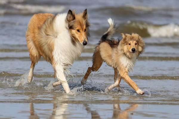 Langhaar Collies-Beitrag-Bild