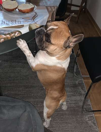 Französische Bulldoggen-Beitrag-Bild