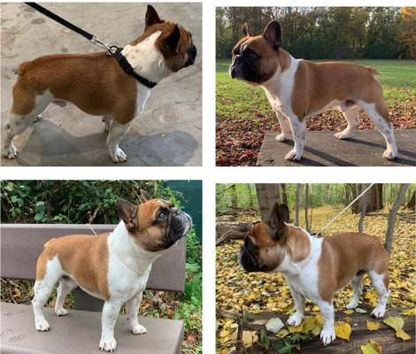 Französische Bulldoggen-Beitrag-Bild