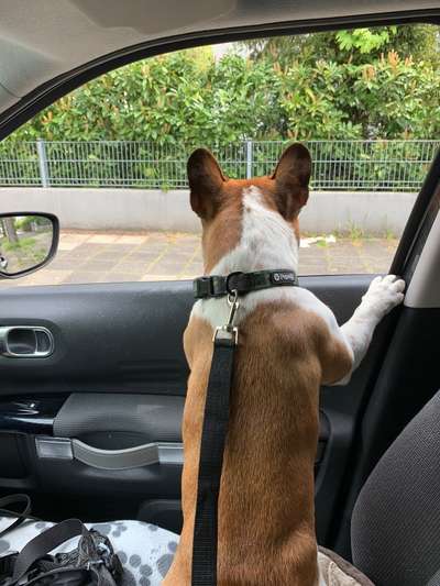 Französische Bulldoggen-Beitrag-Bild