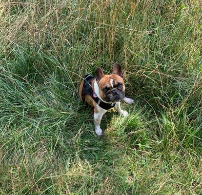 Französische Bulldoggen-Beitrag-Bild