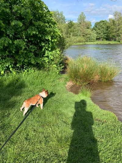 Französische Bulldoggen-Beitrag-Bild