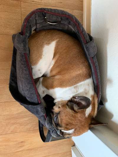 Französische Bulldoggen-Beitrag-Bild