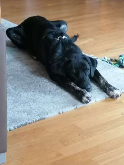 Auslandstierschutz-Beitrag-Bild