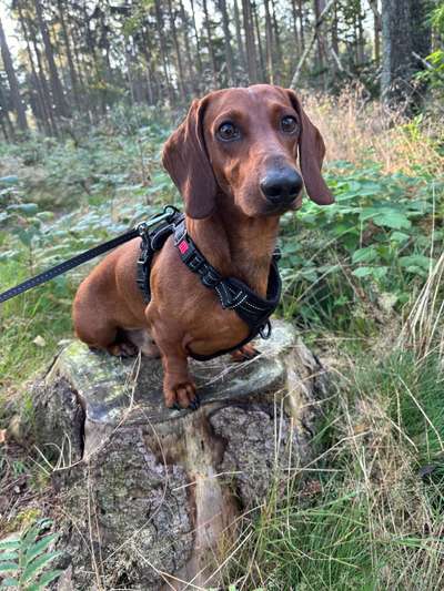 Hundetreffen-Spiele treffen und gemeinsam Gassi gehen in Norderstedt-Bild