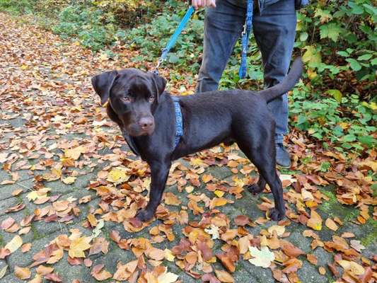 Wo sind meine Labrador Freunde-Beitrag-Bild