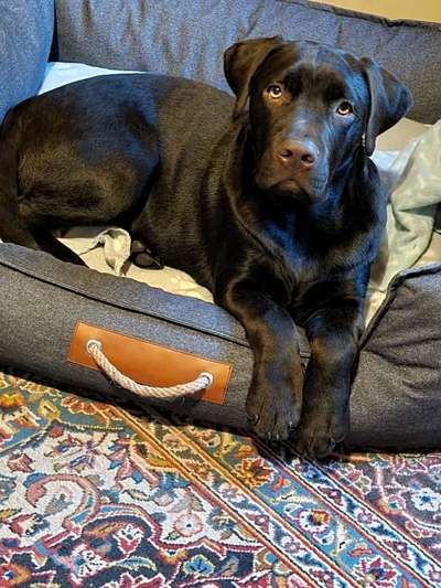 Wo sind meine Labrador Freunde-Beitrag-Bild