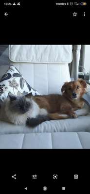 Hund und Katz Momente-Beitrag-Bild