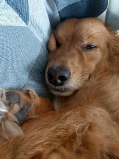 Lustigsten Grimassen von euren Hunden-Beitrag-Bild