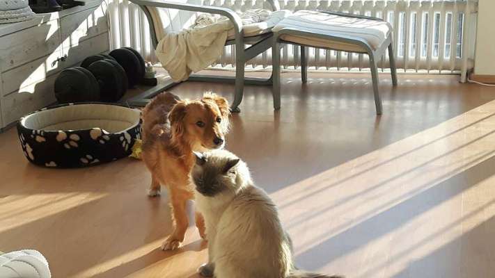 Hund und Katz Momente-Beitrag-Bild