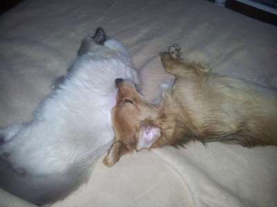 Hund und Katz Momente-Beitrag-Bild