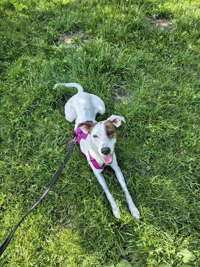 Hundetreffen-Mittagsrunde in Meiendorf-Bild