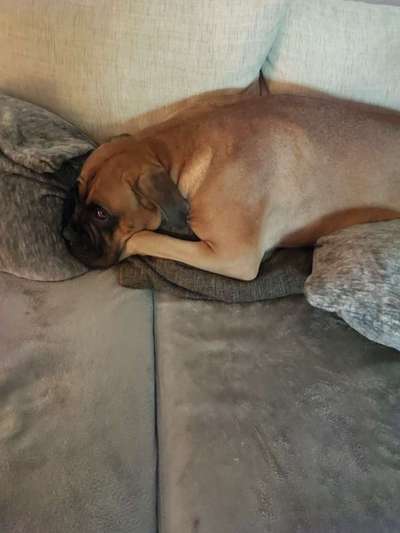 Hundetreffen-Das Riesenbaby braucht nach dem Verlust ihrer besten Freundin neue Kontakte-Bild