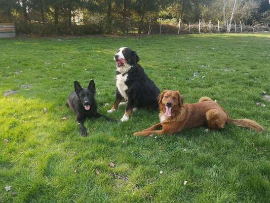 Die Dogorama Kalender Challenge Titelbild-Beitrag-Bild