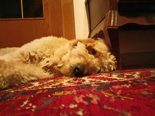 Wo sind die Golden Retriever Liebhaber?-Beitrag-Bild