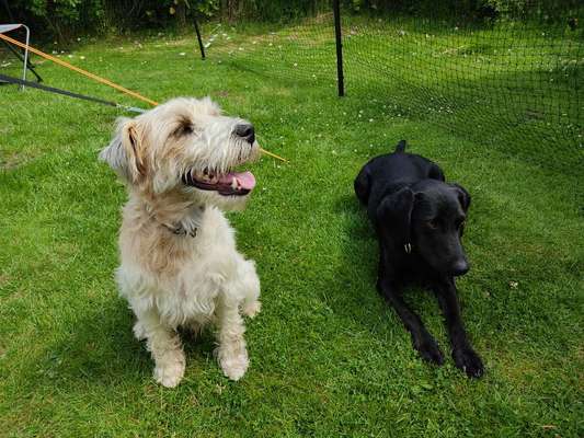 Hundetreffen-Spielrunden-Bild