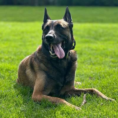 Hundetreffen-Wir suchen festen Hunde Kontakt zum spazieren gehen-Bild