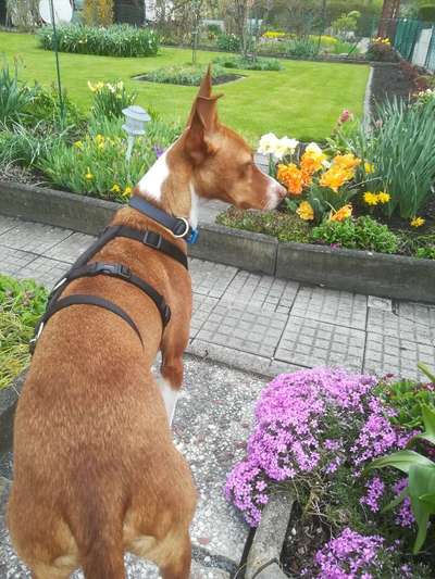 Windhunde - Treffen der besonderen Schönheiten
HERZLICH WILLKOMMEN-Beitrag-Bild