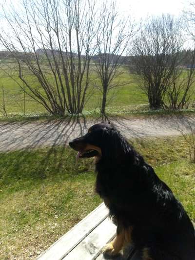 Hundetreffen-Spaß mit den Hundis-Bild