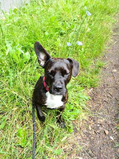 Welpenfotos-Beitrag-Bild