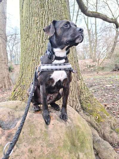 Bulldoggen mix-Beitrag-Bild