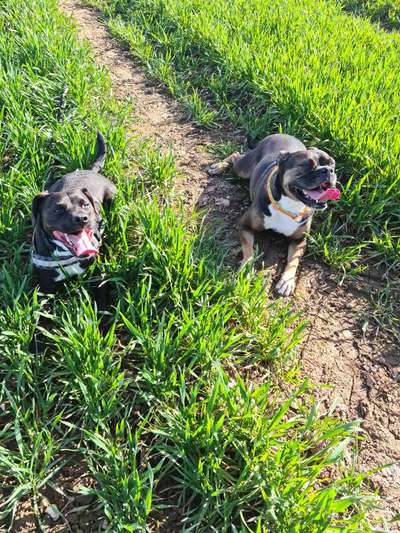 Bester Freund, Hundekumpel - zeigt her!-Beitrag-Bild