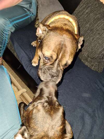 Bester Freund, Hundekumpel - zeigt her!-Beitrag-Bild