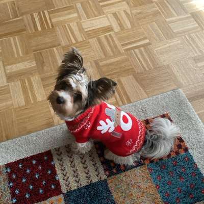 Hundetreffen-Kumhausen-Bild