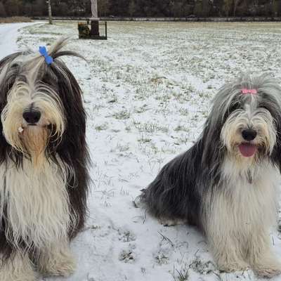Bearded Collie hier?-Beitrag-Bild
