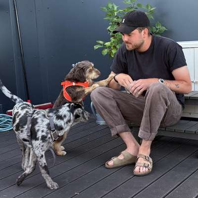 Hundetreffen-gemeinsame Gassi oder Spielrunden