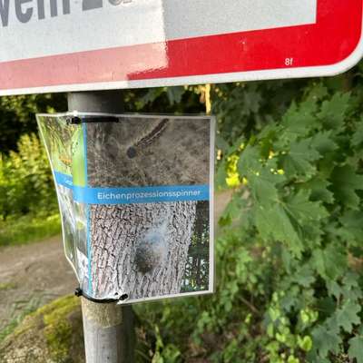 Giftköder-Eichenprozessionsspinner-Bild