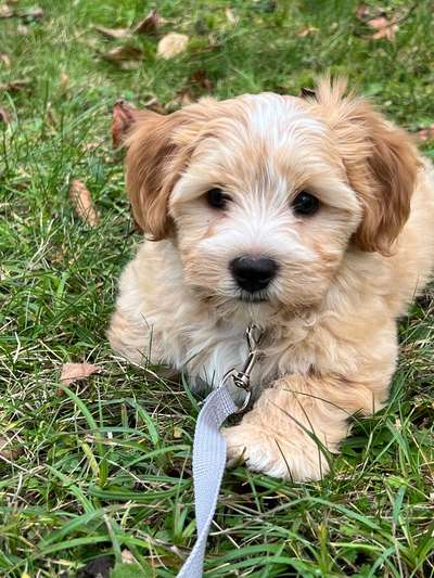 Havaneser dabei?:)-Beitrag-Bild