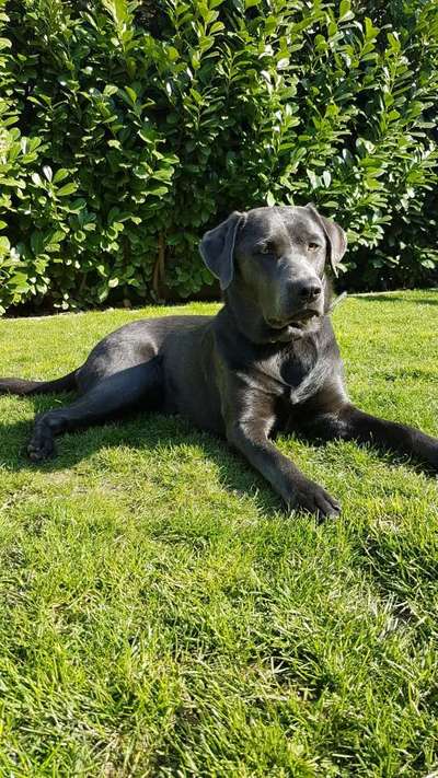 Die Dogorama Kalender Challenge Titelbild-Beitrag-Bild