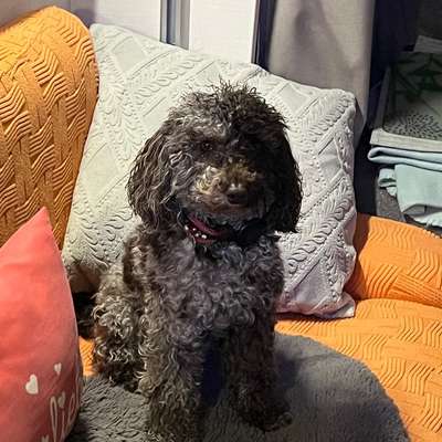 aktuelles Foto Gruppe Pudel