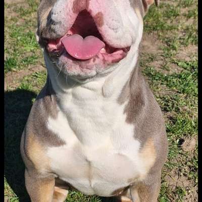 Hundetreffen-Rosi 11 Monate sucht jemanden zum tobeny-Bild