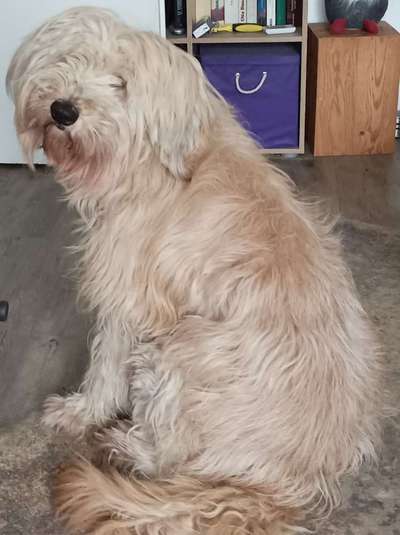 Schafpudel-Beitrag-Bild