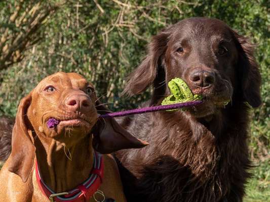 BIG LOVE :) mit 2 Hunden❣️-Beitrag-Bild