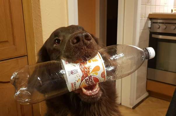 Bild wo euer Hund quatsch macht-Beitrag-Bild