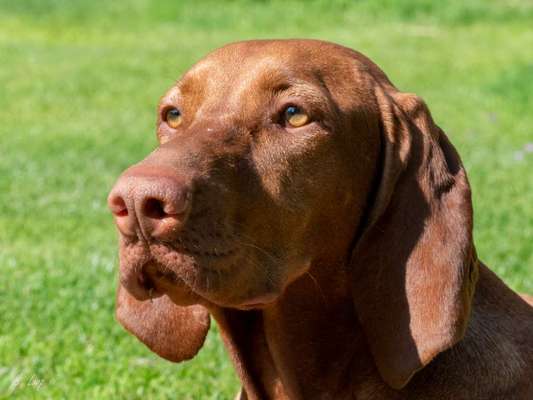 Hunde Porträt (Portrait) Galerie....-Beitrag-Bild