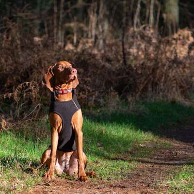 Wald Bild-Beitrag-Bild