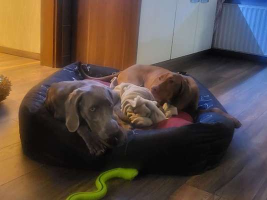 Un...scharf Bilder-Beitrag-Bild